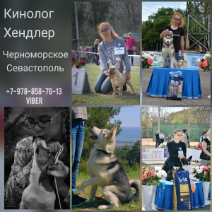 Zdjęcie №1. Serwisie przewodnik dla psa w mieście Sewastopol. Price - 31zł. Zapowiedź № 4850