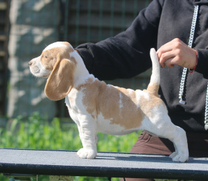 Dodatkowe zdjęcia: Dziewczyna arystokrata szukająca świni. Beagle