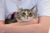 Dodatkowe zdjęcia: Puszysta trójkolorowa kotka Maggie w dobrych rękach