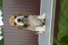 Zdjęcie №3. szczenięta rasy beagle. Federacja Rosyjska