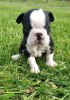 Zdjęcie №3. Urocze szczenięta Boston Terrier do bezpłatnej adopcji. Niemcy