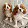 Zdjęcie №1. cavalier king charles spaniel - na sprzedaż w Lisbon | 990zł | Zapowiedź №117804