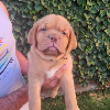 Dodatkowe zdjęcia: Szczenięta Dogue de Bordeaux