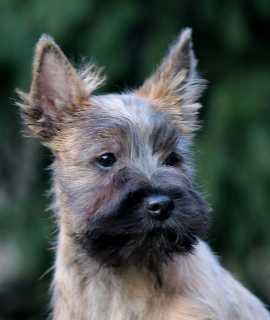 Zdjęcie №4. Sprzedam cairn terrier w Moskwa. hodowca - cena - Negocjowane