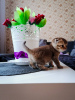 Zdjęcie №3. Szkockie kocięta zwisłouchy. Białoruś
