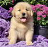 Zdjęcie №1. golden retriever - na sprzedaż w Harrisburg | 1188zł | Zapowiedź №103624