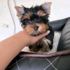 Zdjęcie №2 do zapowiedźy № 116780 na sprzedaż  yorkshire terrier - wkupić się Finlandia 