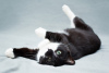 Dodatkowe zdjęcia: Urocza czarno-biała kotka Mila z serduszkiem na łapce szuka najbardziej