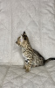 Zdjęcie №3. Savannah f1 kot. Federacja Rosyjska
