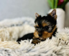 Zdjęcie №1. yorkshire terrier - na sprzedaż w Ostrava | 1256zł | Zapowiedź №78515