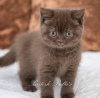Zdjęcie №2 do zapowiedźy № 102179 na sprzedaż  kot brytyjski krótkowłosy - wkupić się USA prywatne ogłoszenie