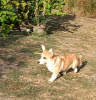 Zdjęcie №3. Samiec szczeniaka walijskiego corgi. Serbia