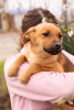 Zdjęcie №2 do zapowiedźy № 9971 na sprzedaż  pies nierasowy - wkupić się Federacja Rosyjska prywatne ogłoszenie