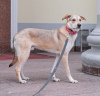 Zdjęcie №2 do zapowiedźy № 106926 na sprzedaż  pies nierasowy - wkupić się Federacja Rosyjska prywatne ogłoszenie