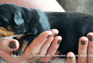 Dodatkowe zdjęcia: Berneński pies górski urodzony 28 stycznia 2019 r.