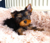 Zdjęcie №1. yorkshire terrier - na sprzedaż w Антверпен | Bezpłatny | Zapowiedź №123971