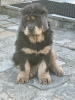 Zdjęcie №1. mastif tybetański - na sprzedaż w Wrocław | 5097zł | Zapowiedź №18645