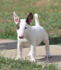 Zdjęcie №3. Szczenięta Mini Bull Terrier. Serbia