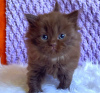 Zdjęcie №2 do zapowiedźy № 83695 na sprzedaż  kot brytyjski krótkowłosy - wkupić się USA prywatne ogłoszenie