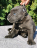 Zdjęcie №1. cane corso - na sprzedaż w Belgrad | negocjowane | Zapowiedź №119974