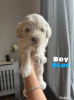 Zdjęcie №1. labradoodle - na sprzedaż w Berlin | 1465zł | Zapowiedź №107496