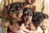 Zdjęcie №1. yorkshire terrier - na sprzedaż w Oyskhara | negocjowane | Zapowiedź №64745