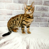Zdjęcie №1. kot bengalski - na sprzedaż w Dnipro | 4202zł | Zapowiedź № 13953