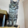 Zdjęcie №3. Kocięta Mainecoon do bezpłatnej adopcji. Niemcy