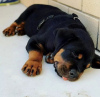 Zdjęcie №1. rottweiler - na sprzedaż w Oslo | negocjowane | Zapowiedź №65776