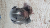 Zdjęcie №4. Sprzedam amerykański staffordshire terier w Winnica. prywatne ogłoszenie, od żłobka, hodowca - cena - negocjowane