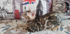 Zdjęcie №2 do zapowiedźy № 9784 na sprzedaż  kot bengalski - wkupić się Federacja Rosyjska od żłobka