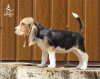 Zdjęcie №2 do zapowiedźy № 11548 na sprzedaż  beagle (rasa psa) - wkupić się Ukraina od żłobka