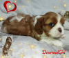 Dodatkowe zdjęcia: SZCZENIĘTA Cavalier King Charles Spaniel