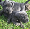 Zdjęcie №1. cane corso - na sprzedaż w Canterbury | negocjowane | Zapowiedź №120574