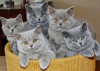 Zdjęcie №2 do zapowiedźy № 8860 na sprzedaż  kot brytyjski krótkowłosy - wkupić się Francja hodowca