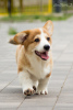 Zdjęcie №1. welsh corgi - na sprzedaż w Mariupol | negocjowane | Zapowiedź №63370