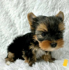 Zdjęcie №1. yorkshire terrier biewer - na sprzedaż w Ohio City | negocjowane | Zapowiedź №123112