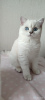 Zdjęcie №4. Sprzedam kot brytyjski krótkowłosy w Kijów. hodowca - cena - 3737zł