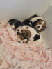 Zdjęcie №1. beagle (rasa psa) - na sprzedaż w Nowy Jork | 1783zł | Zapowiedź №66535