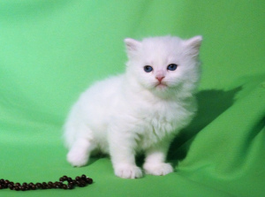 Zdjęcie №2 do zapowiedźy № 1254 na sprzedaż  kot syberyjski - wkupić się Federacja Rosyjska od żłobka