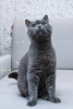 Zdjęcie №4. Sprzedam kot brytyjski krótkowłosy w Москва. prywatne ogłoszenie - cena - Bezpłatny