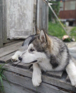 Dodatkowe zdjęcia: Rasa Alaskan Malamute