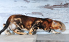 Zdjęcie №2 do zapowiedźy № 7507 na sprzedaż  kot bengalski - wkupić się Federacja Rosyjska od żłobka