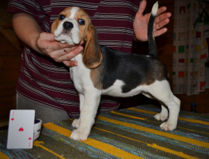 Zdjęcie №2 do zapowiedźy № 4145 na sprzedaż  beagle (rasa psa) - wkupić się Federacja Rosyjska 