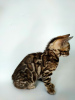 Zdjęcie №4. Sprzedam kot bengalski w Borispol. od żłobka - cena - 3820zł