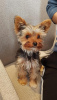 Zdjęcie №1. yorkshire terrier - na sprzedaż w Ryga | negocjowane | Zapowiedź №127444