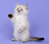 Zdjęcie №1. kot syberyjski - na sprzedaż w Władywostok | negocjowane | Zapowiedź № 21299