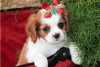 Zdjęcie №3. Urocze szczenięta Cavalier King Charles do bezpłatnej adopcji. Niemcy