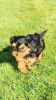 Zdjęcie №1. yorkshire terrier - na sprzedaż w Monachium | 1256zł | Zapowiedź №69774