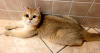 Zdjęcie №2 do zapowiedźy № 19618 na sprzedaż  kot brytyjski krótkowłosy - wkupić się Włochy hodowca